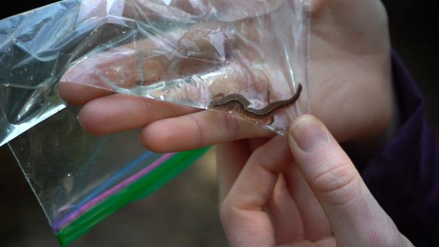 Searching for Salamanders смотреть онлайн