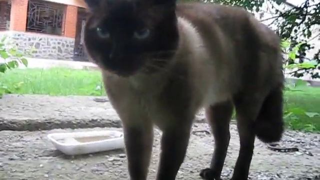 Очень злой кот томас смотреть онлайн