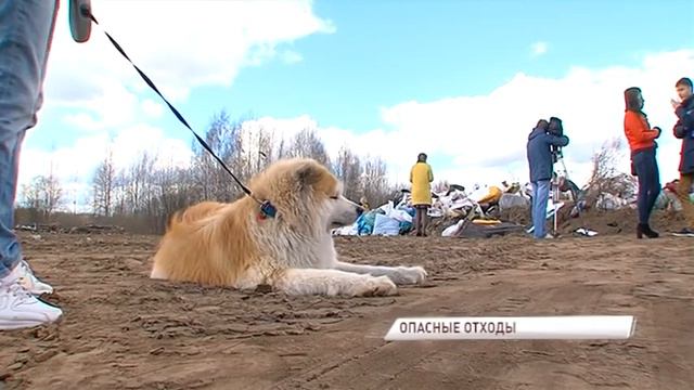 В Заволжском районе появилась очередная незаконная свалка смотреть онлайн