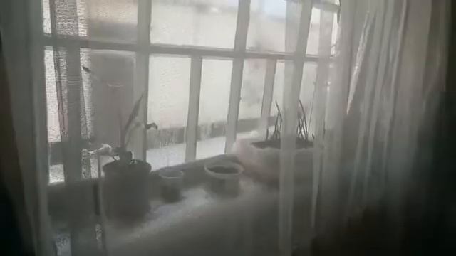 Фитолампы, для моей рассады. смотреть онлайн