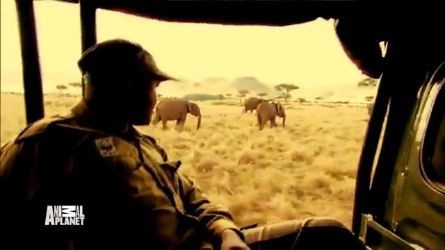 The Animals' Guide to Survival | Tuesdays on Animal Planet смотреть онлайн