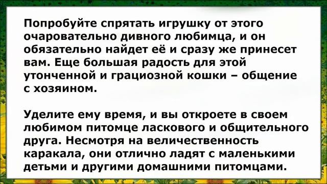 Каракал Домашний, Породы Кошек, описание смотреть онлайн