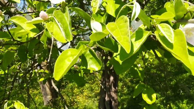 Цветёт айва. смотреть онлайн