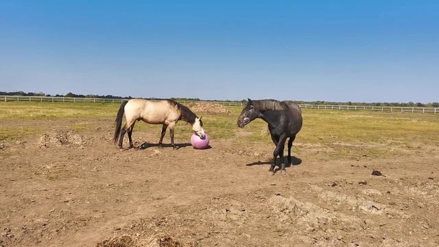 Лошади играют с мячиком смотреть онлайн