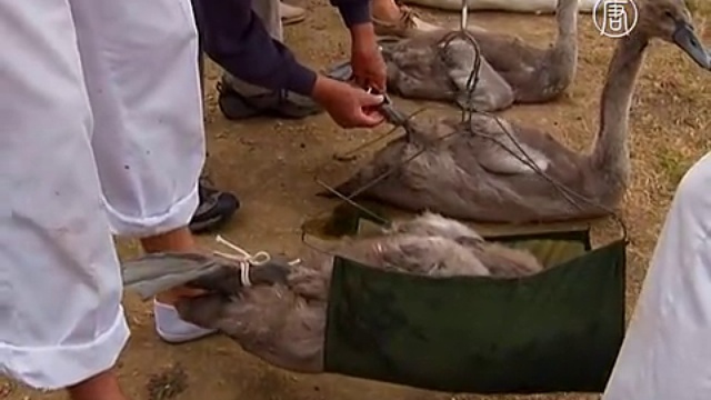 Поймать, взвесить и окольцевать: на Темзе – перепись лебедей смотреть онлайн