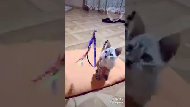 снежный бенгальские. смотреть онлайн