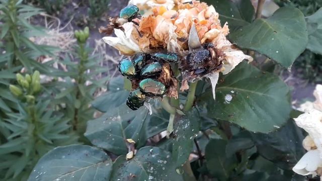 Две обработки за сезон и розы без вредителей смотреть онлайн