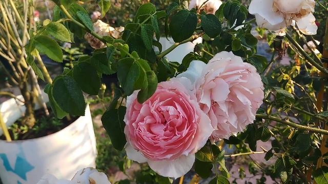 The Wedgwood Rose (8/3/2019) смотреть онлайн