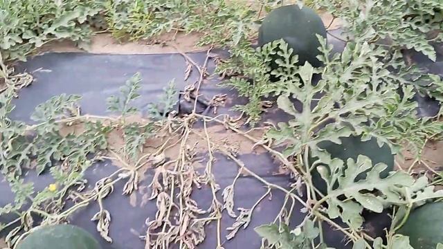 арбуз Сахарный малыш смотреть онлайн