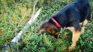 Щенок немецкой овчарки, 4 месяца