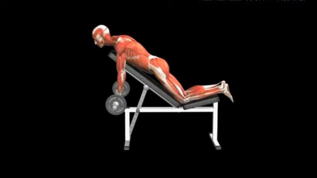 Подъем штанги на бицепс лежа на животе под наклоном Prone Incline Curl Barbell смотреть онлайн