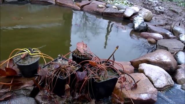 Водные лилии или нимфеи Хранение зимой смотреть онлайн