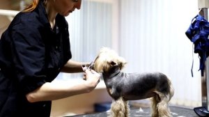 Стрижка Йорка - Бэбифейс.