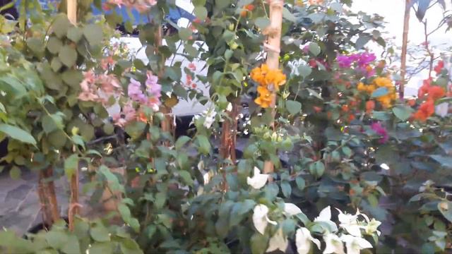 Bougainvilleas em vasos смотреть онлайн