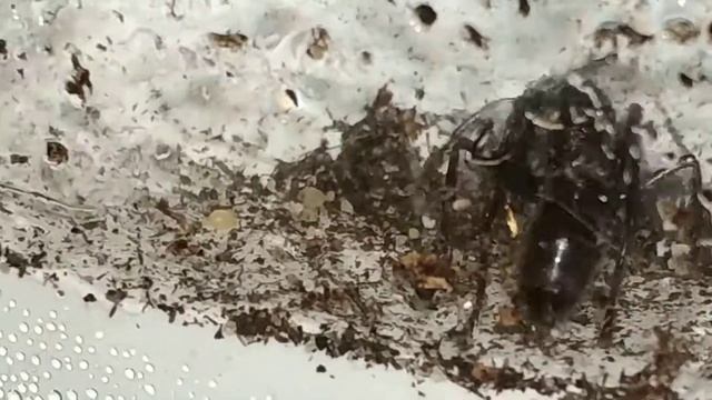 Яйца гигантского муравья / Муравей-пуля / Paraponera clavata ants смотреть онлайн