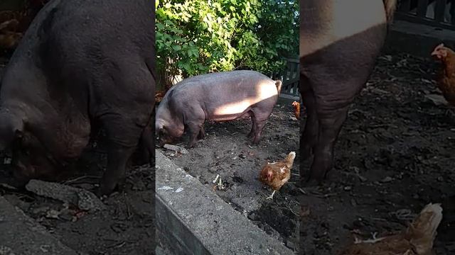 Свиноматки породы Дюрок, 1 год 1 месяц смотреть онлайн