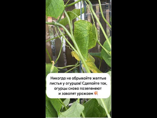 Никогда не обрывайте желтые листья у огурцов! Полейте этим и огурцы снова позеленеют и заплодоносят! смотреть онлайн