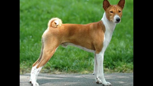 повторяем фотки из инетрнета🐶 смотреть онлайн