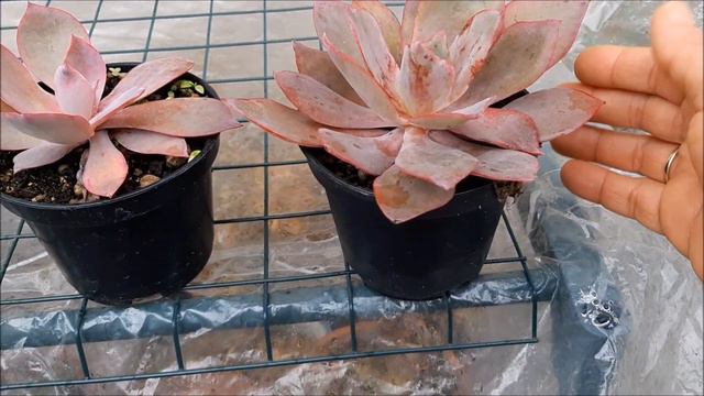ECHEVERIA AFTERGLOW - Antes e depois da chuva de granizo | Fran natura смотреть онлайн