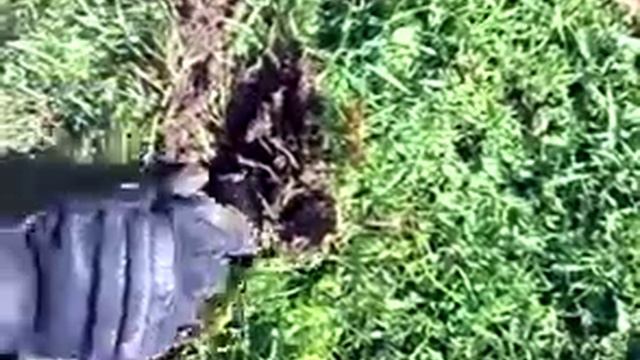 How To Catch A Live Mole !!!!!! смотреть онлайн