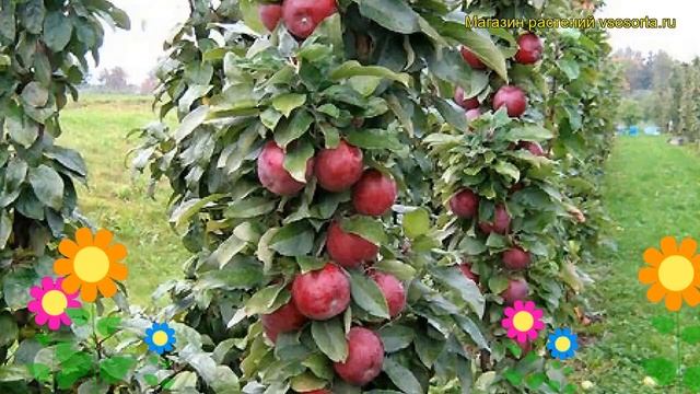 Яблоня колоновидная Московское ожерелье. Краткий обзор, описание характеристик, где купить саженцы смотреть онлайн