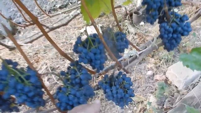 Виноград Северный Плечистик. смотреть онлайн