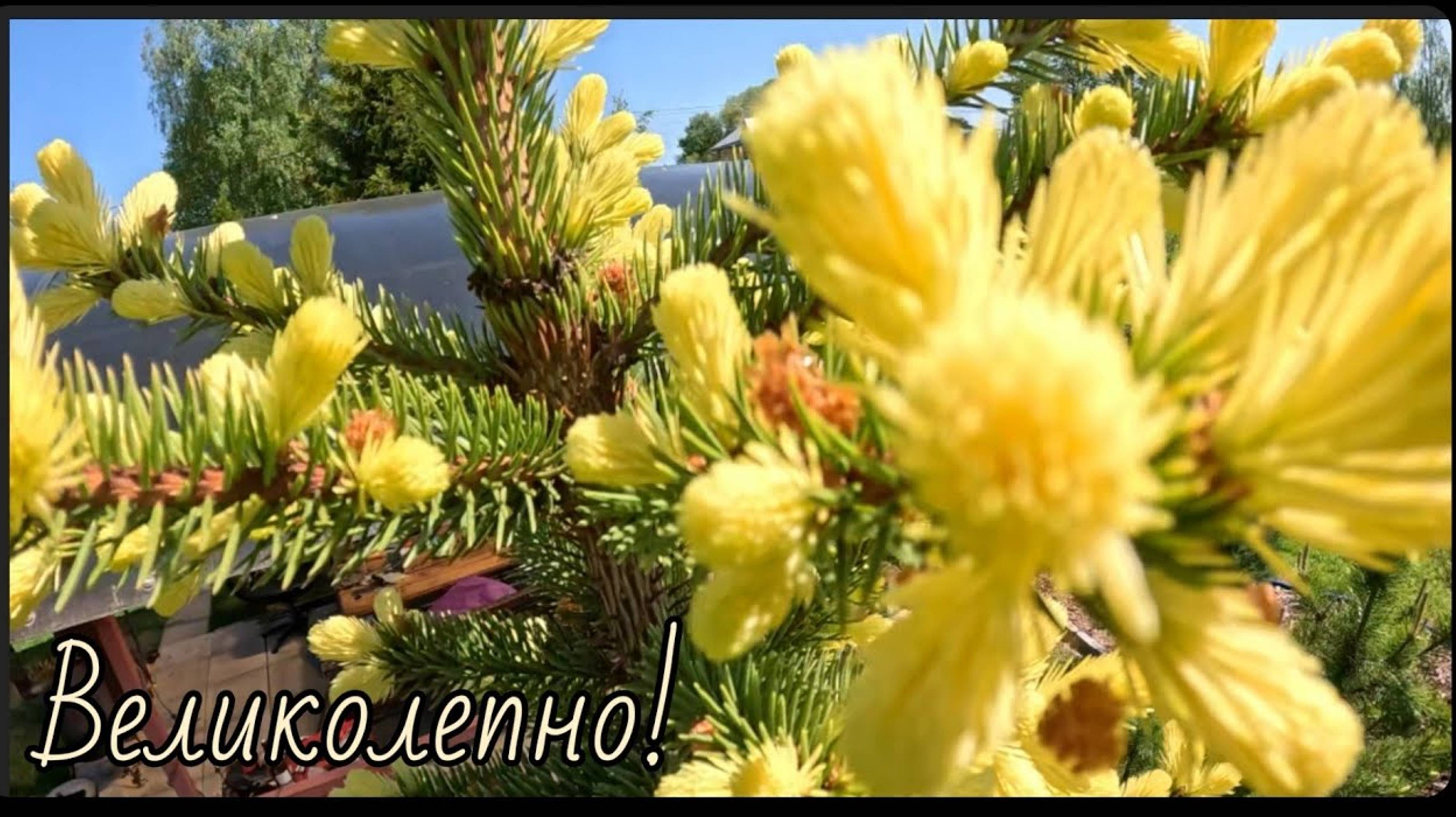 Редкие хвойные🔥Начало цветения ч.3🌲22.05.2024г смотреть онлайн