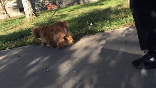 А что с хвостиком на голове? Немного о море.#кокерляля #ляля #море смотреть онлайн