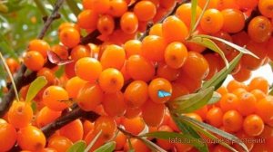 Облепиха обыкновенная Эссель (oblepikha-essel) ? Эссель обзор: как сажать, саженцы облепихи Эссель