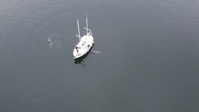 Delfin Svendborg Sund смотреть онлайн