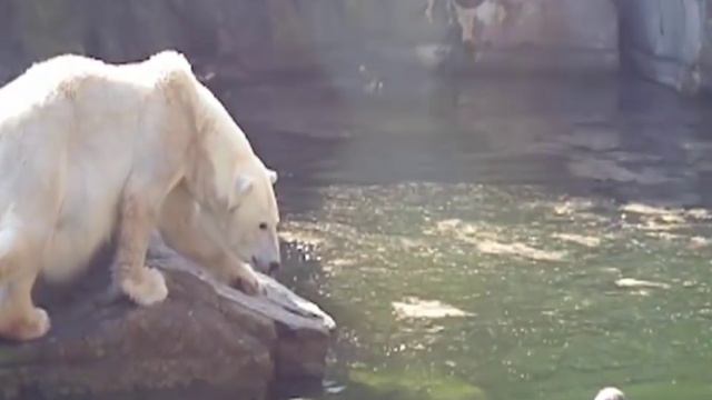 Люди которие упали в клетку с хищниками ШОК!!! смотреть онлайн