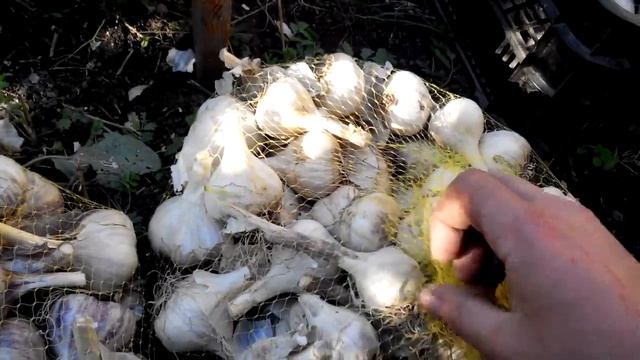 Сорта чеснока с местного рынка. Первый результат. смотреть онлайн