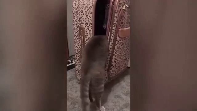 прикольный кот смотреть онлайн