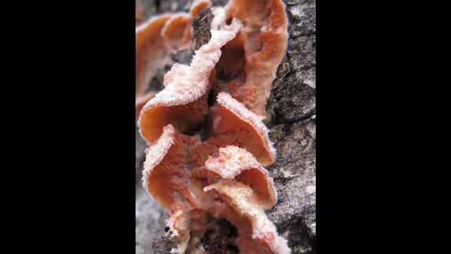 Phlebia tremellosa смотреть онлайн