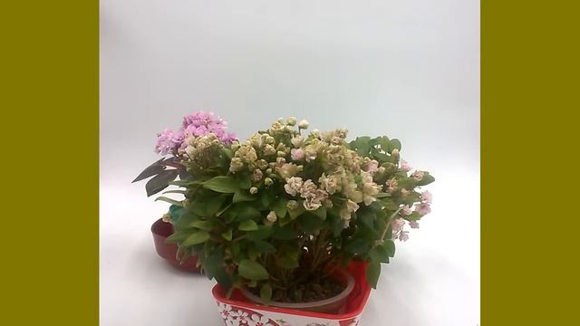 Цветливые сорта фиалок для новичков. 3-я серия смотреть онлайн