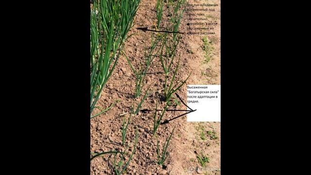 Обзор сорта лука "Богатырская сила " (характеристики, свойства, фото) смотреть онлайн