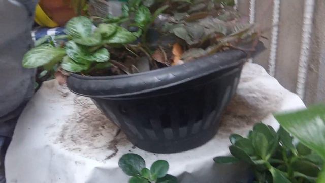 Con Este Abono Organico Logras Que Tus Episcias Estén Grandes , Con Muchos Hijos, Flores Y Muy Sana