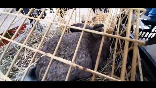 НАРХИ МУРГ БОЗОРИ ДУШАНБЕ КОЛХОЗ РОССИЯ 25.04.2021/ЦЕНА ПТИЧИЙ РЫНОК В ДУШАНБЕ КОЛХОЗ РОССИЯ25.04.2 смотреть онлайн