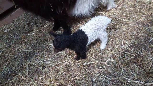 Валийские козы Продажа. смотреть онлайн