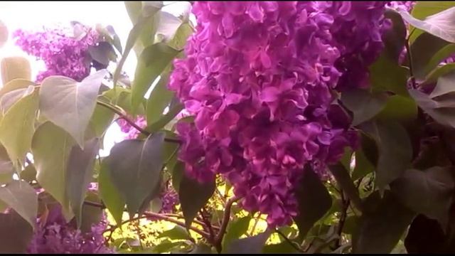 ПЕРСИДСКАЯ СИРЕНЬ-КРАСАВИЦА. смотреть онлайн