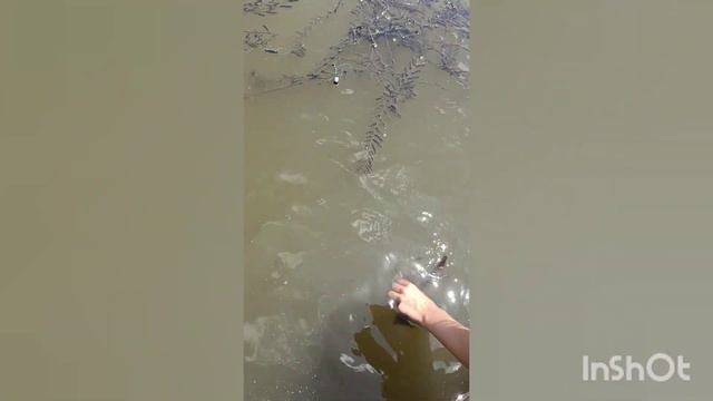 Главное чтоб пальцы не оторвал! 😱 смотреть онлайн