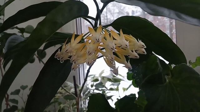 Цветение Хойи Мультифлоры и Спатифиллума. Без звука смотреть онлайн