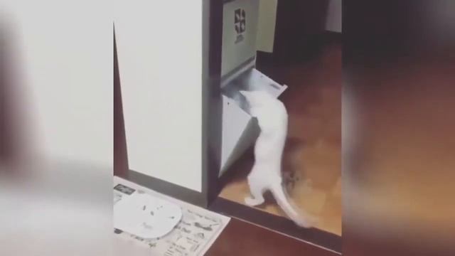 милые и смешные животные ПРИКОЛЫ С ЖИВОТНЫМИ смешные животные кошки #46 720p смотреть онлайн