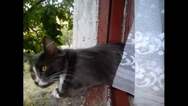 Как отучить кошку лазить по столам? смотреть онлайн