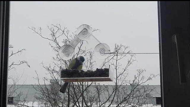 Все знают, что птица - это слово