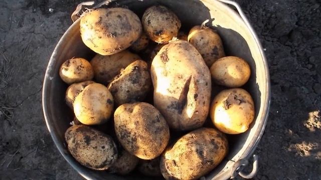 Картофель Адретта Описание Фото смотреть онлайн