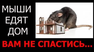 Мыши едят дом. вам не спастись. Как защитить дом от мышей и грызунов.