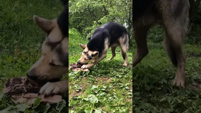 Как питаются ВЕО в питомнике «Лютар» смотреть онлайн