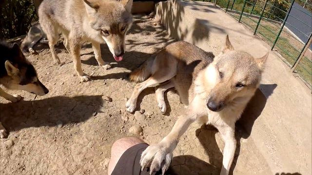 Питбуль Спайк и Кияра подрались  Отвез Кими к врачу...  Площадка для питбулей почти готова