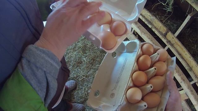 Яйцо кур Доминант. смотреть онлайн
